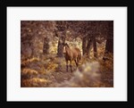 Wild Horse, New Forest by Assaf Frank